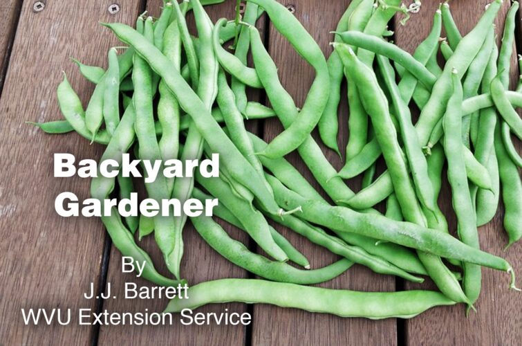 Heritage beans for summer